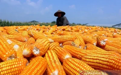 Wow, Panen Jagung 26,5 Ton Per Hektar