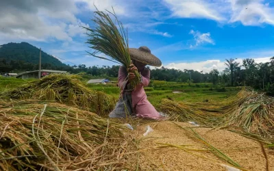 69% Tanah Pertanian di Indonesia Rusak Parah, Pertamina Grup Cari Solusi
